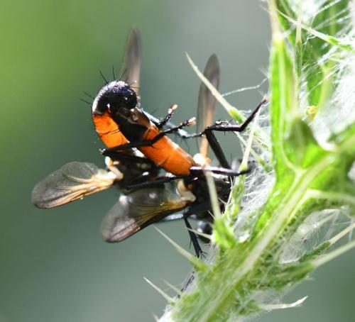 Cylindromyia sp.